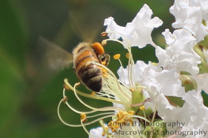 Bee in Crepe Myrtle