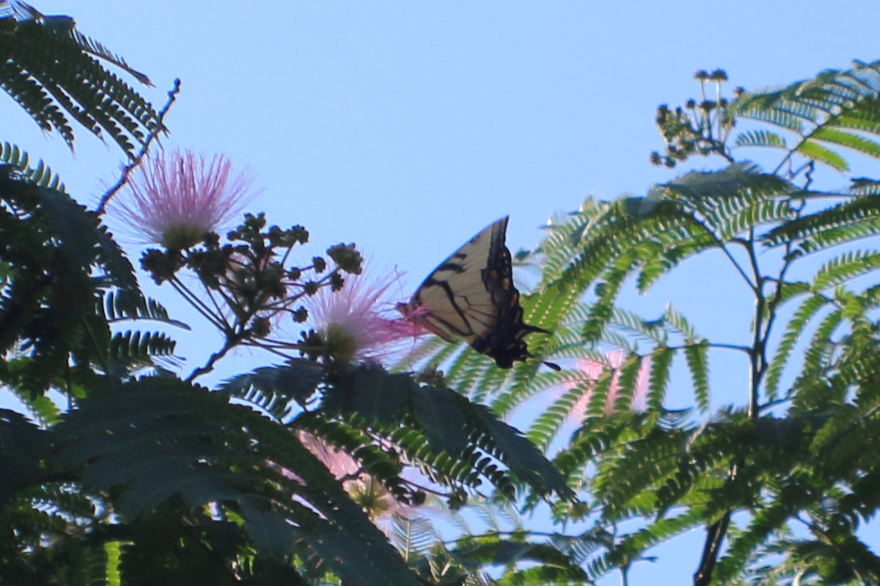 Swallowtail Butterfly in Formosa