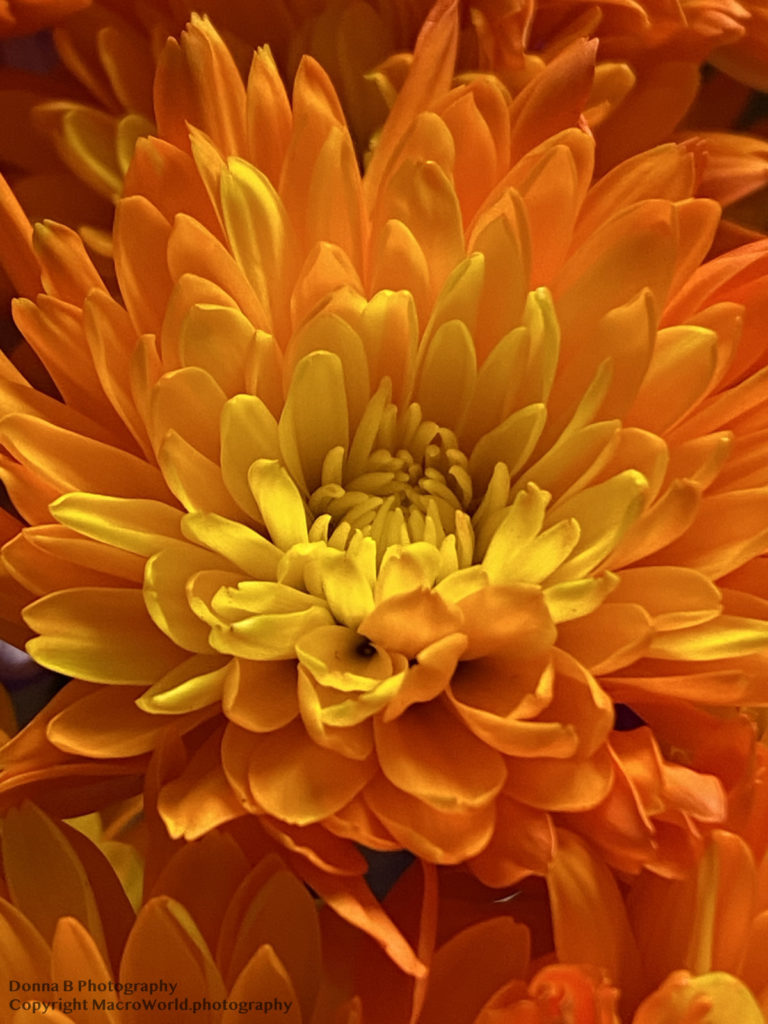 Chrysanthemum Sun
