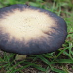 ringed mushroom